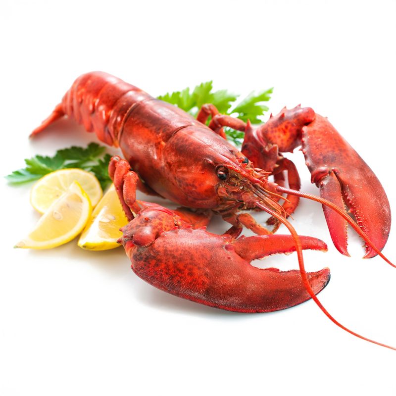 Lobster / Hummer, gekocht, 350g Wildfang